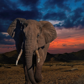 Africa-middle east tour packages