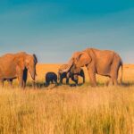 Africa-Middle East Tour Packages