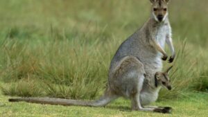 Australia trip package from India