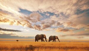 Best Kenya Tour Package for Indian Tourists
