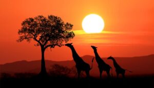 Kenya Tour Package 
