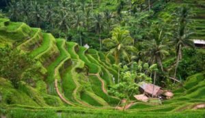 Best Bali Tour Operator